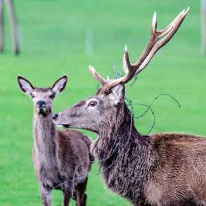 Barbed Stag